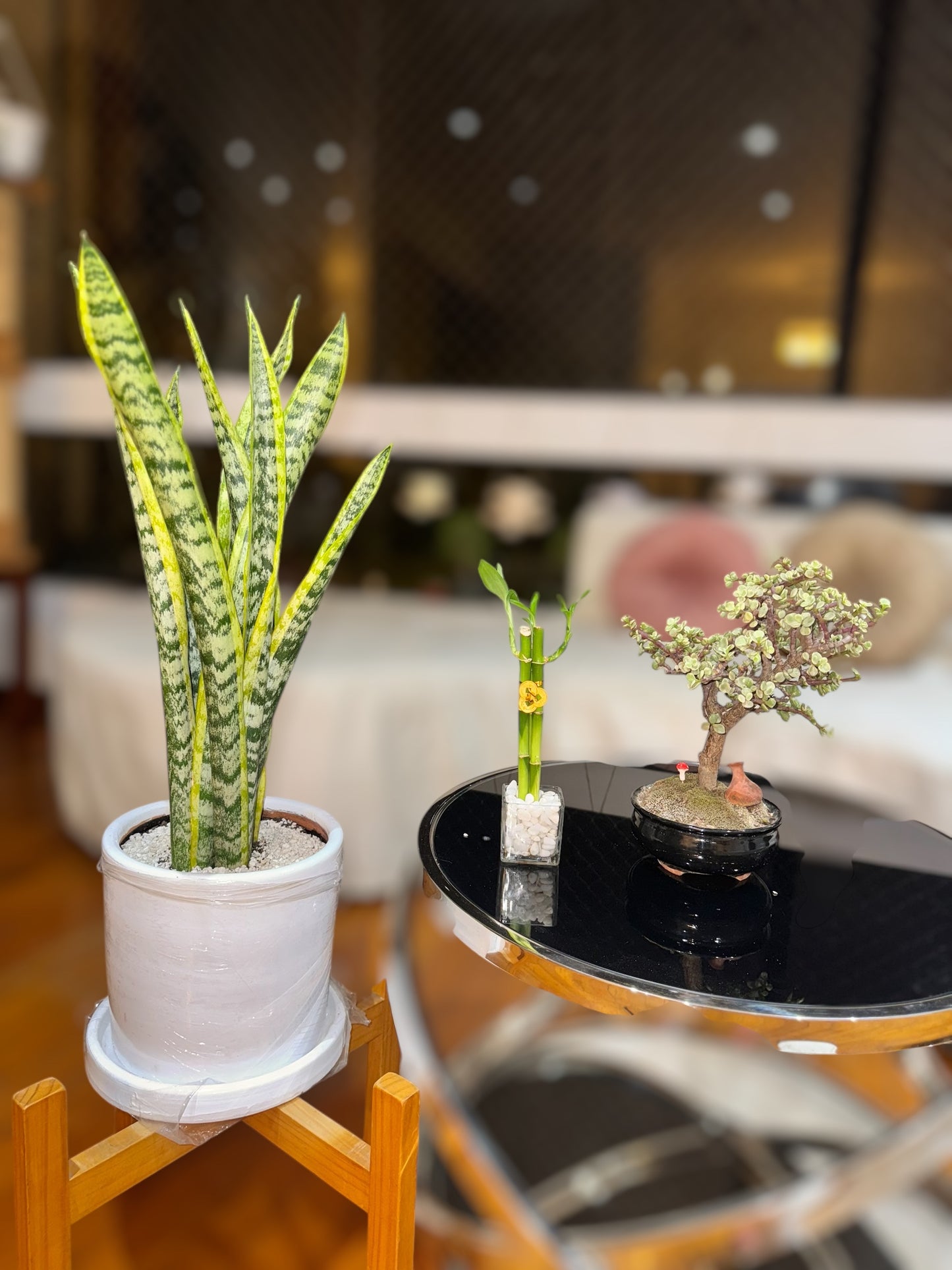 Pack Energía Positiva - Sansevieria + Lucky Bambú + Bonsai Portulacaria Afra