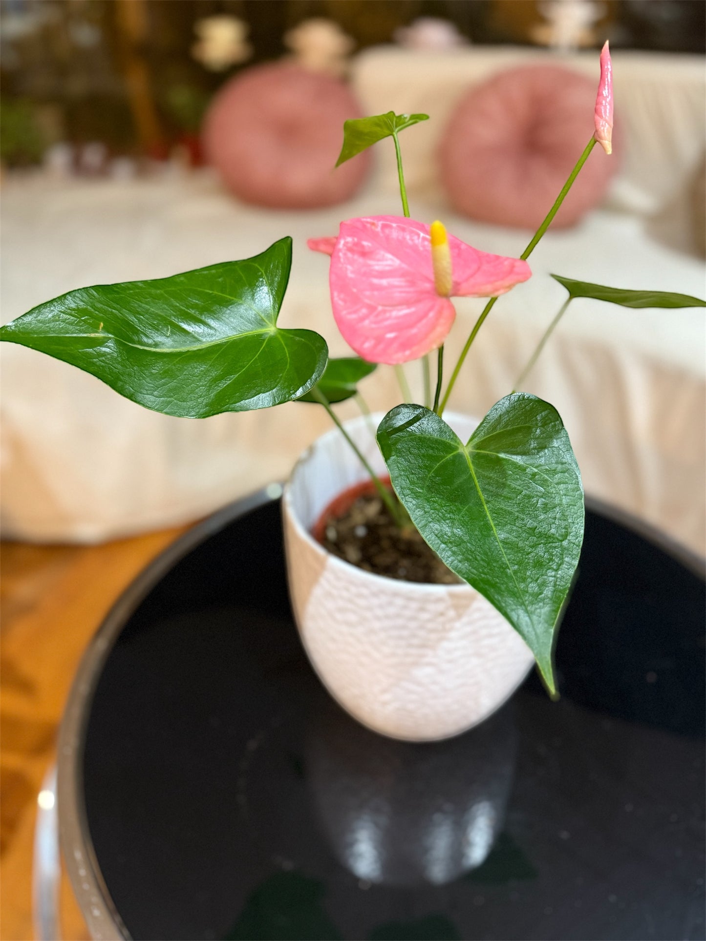 Anturio Rosé – Delicadeza y Armonía en una Planta Única