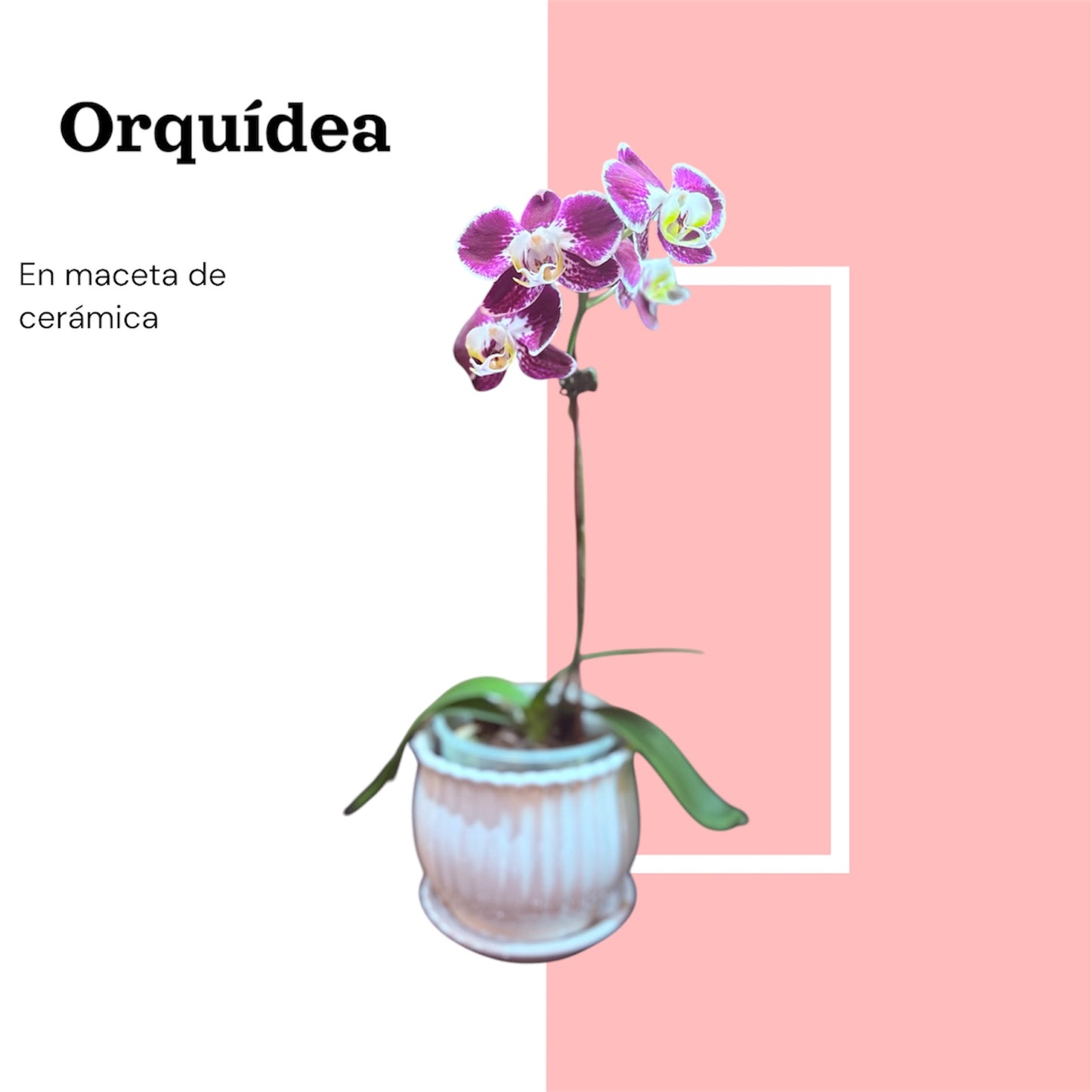 Orquídea Phalaenopsis en Maceta de Cerámica