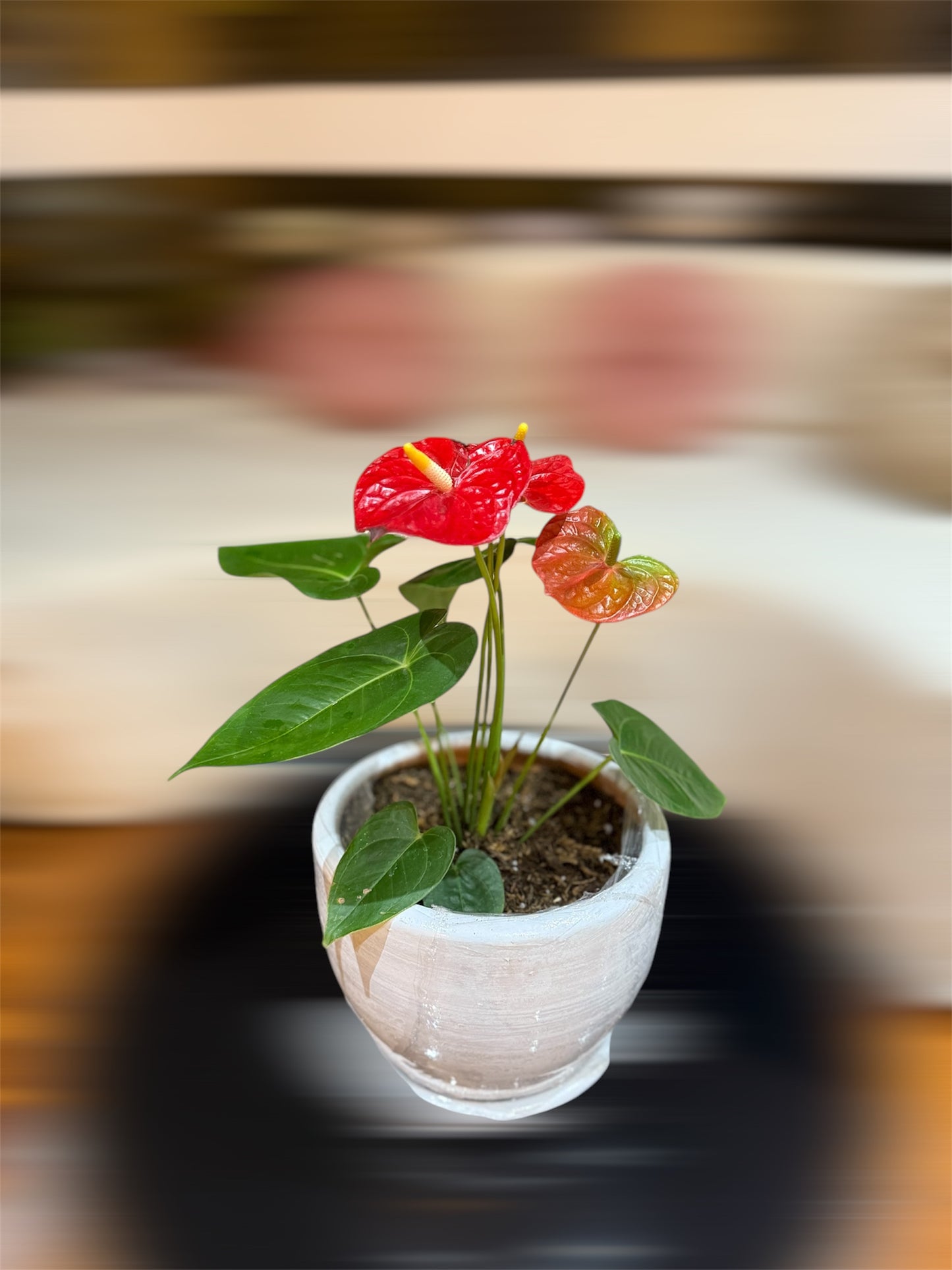 Anturio Rojo Escarlata - Elegancia y Pasión en una Maceta de Arcilla Blanca