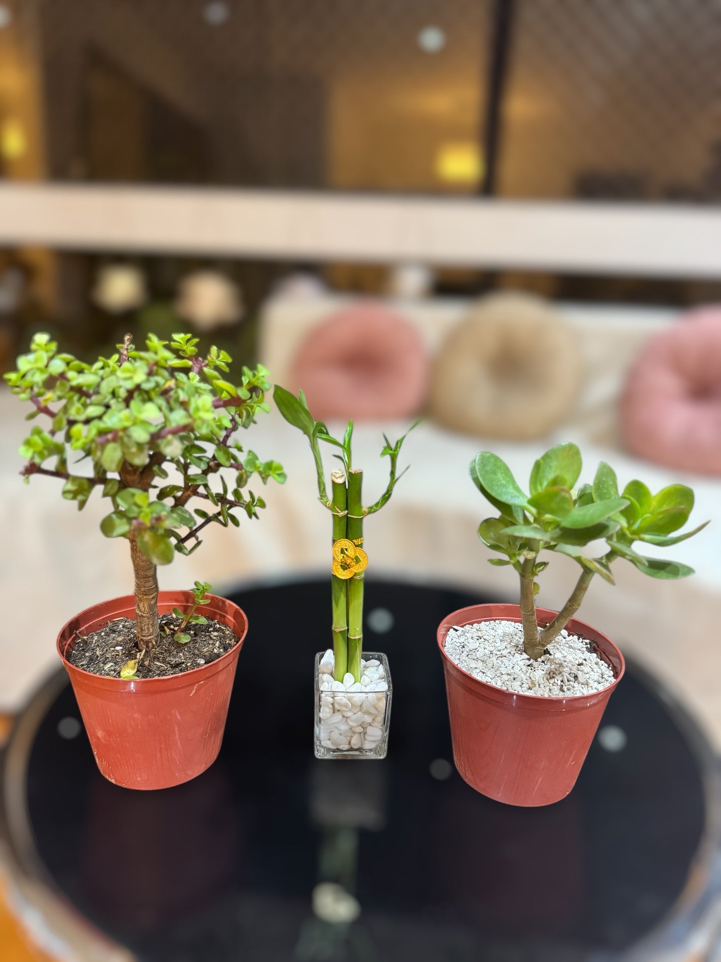 Pack Abundancia - Portulacaria Afra + Jade + Lucky Bambú