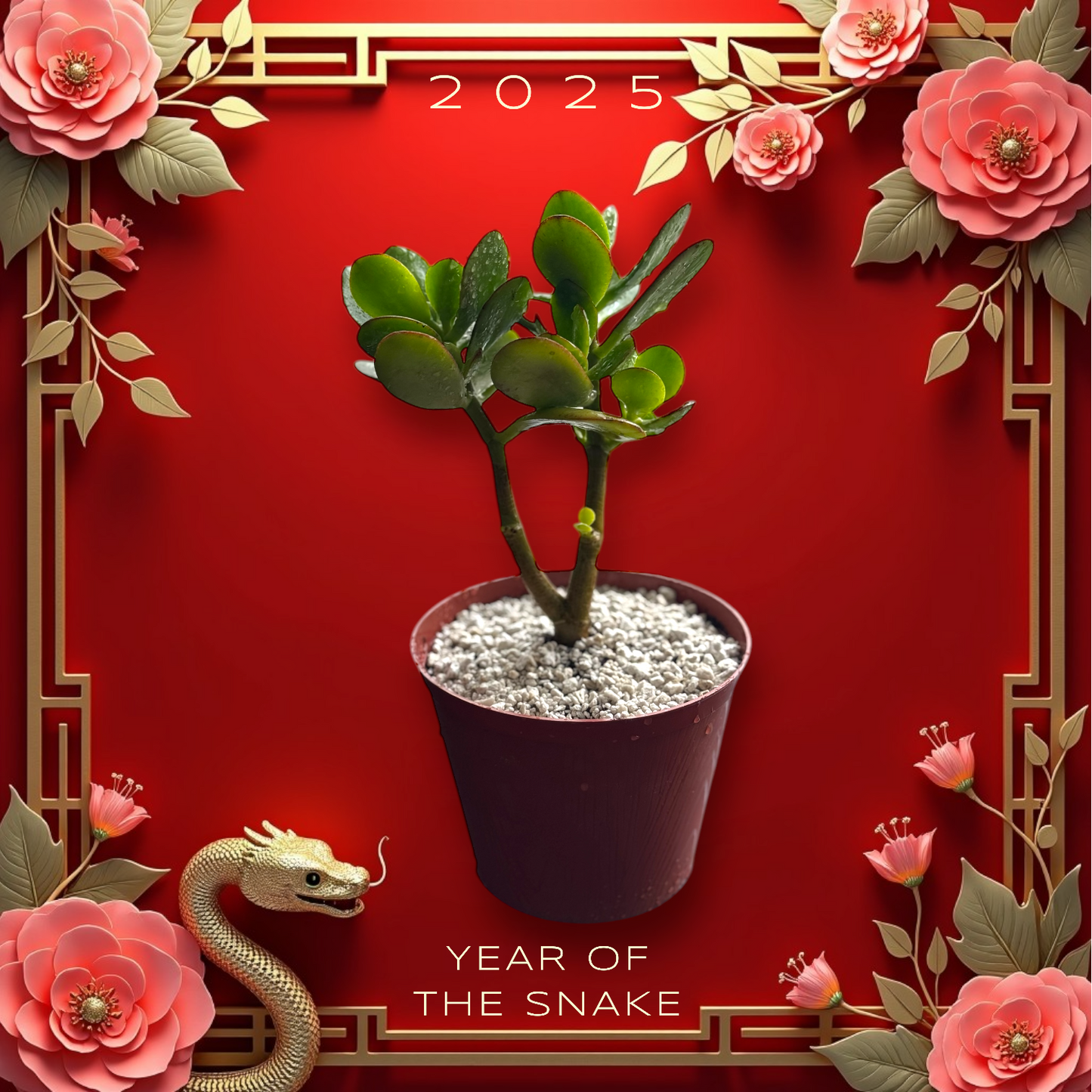 Pack Prosperidad y Armonía