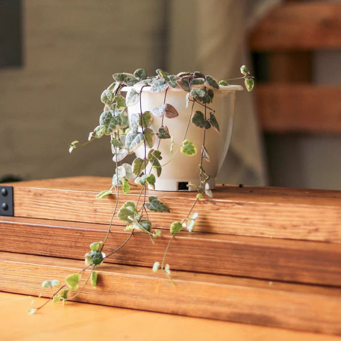 Ceropegia Woodii – La Planta del Amor