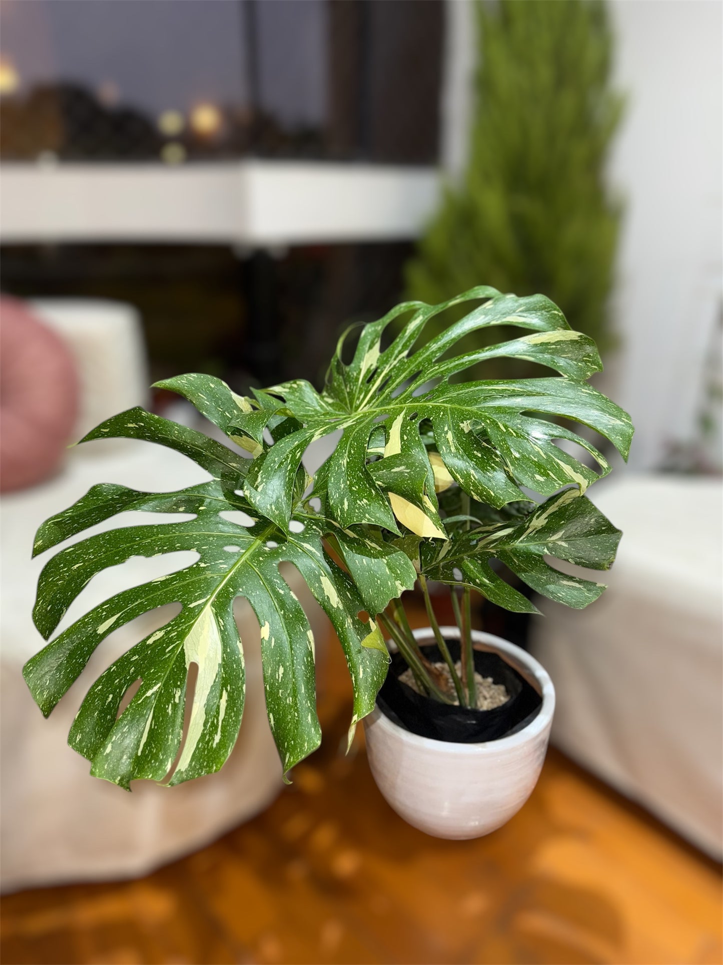 Monstera Thai Constellation – Belleza Única en Maceta de Arcilla