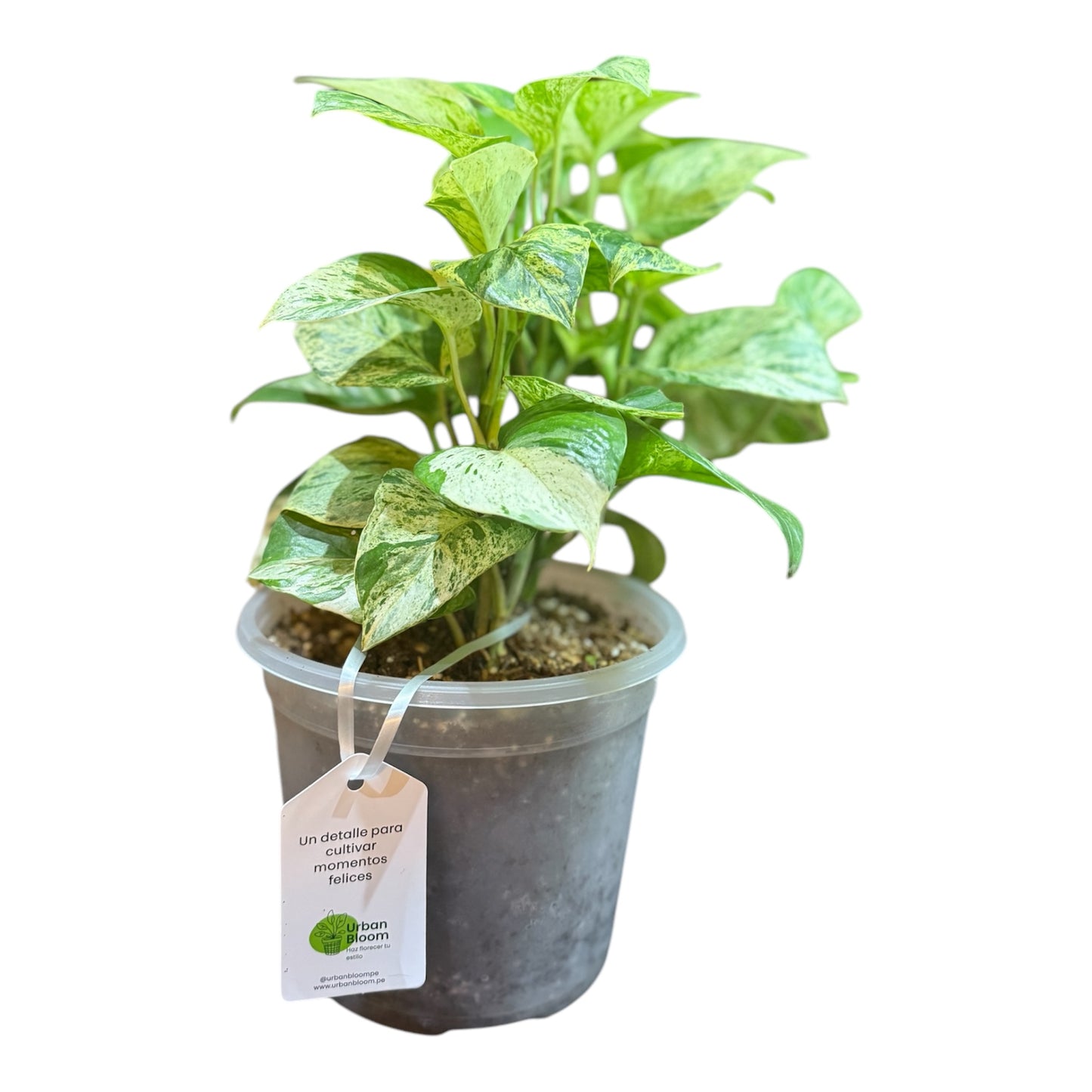 Pothos Marble Queen – Belleza y frescura en tu hogar