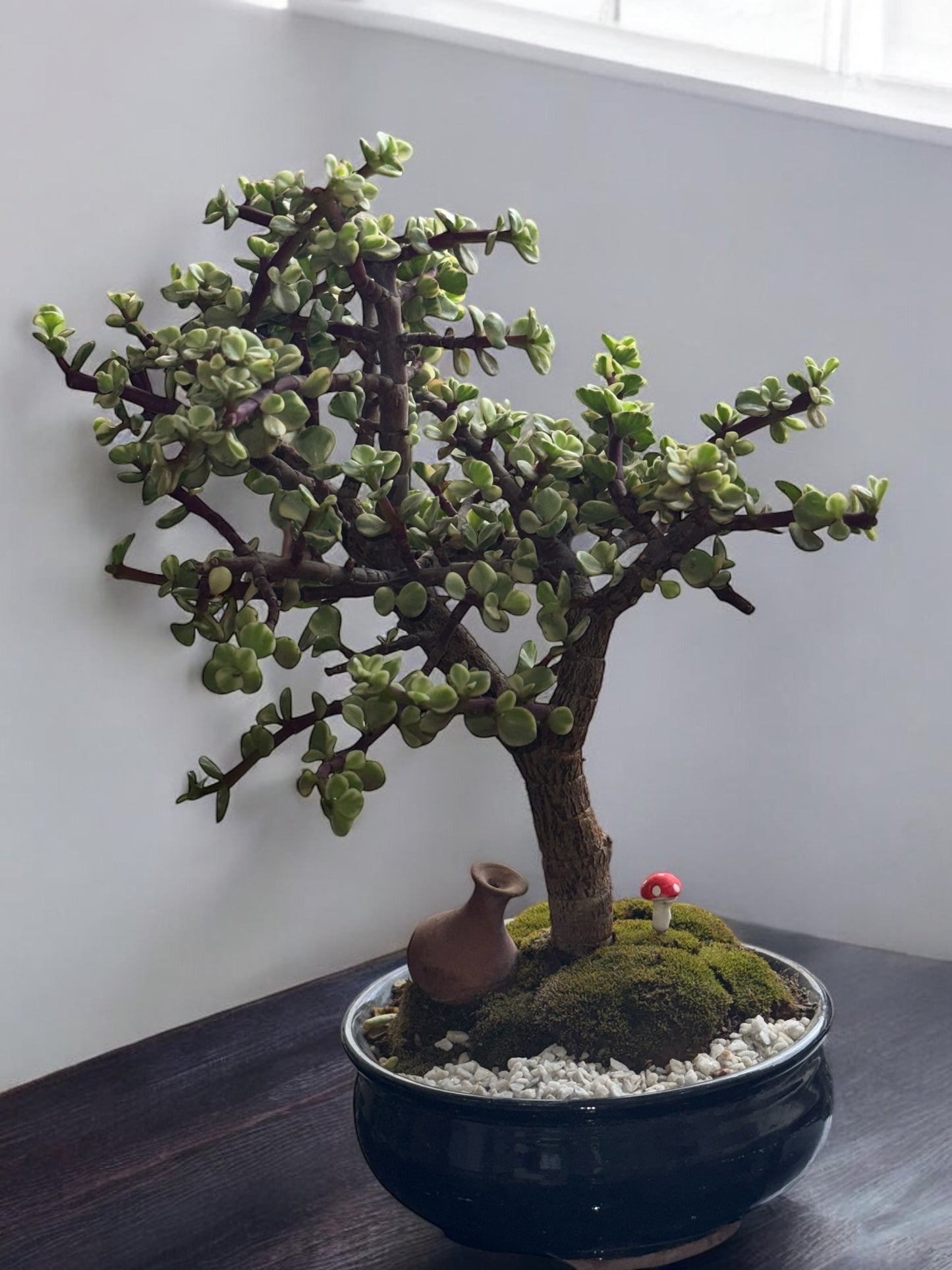 Árbol de la Abundancia Plateado (Portulacaria Afra) | Bonsái Decorativo en Maceta Negra con Detalles Feng Shui