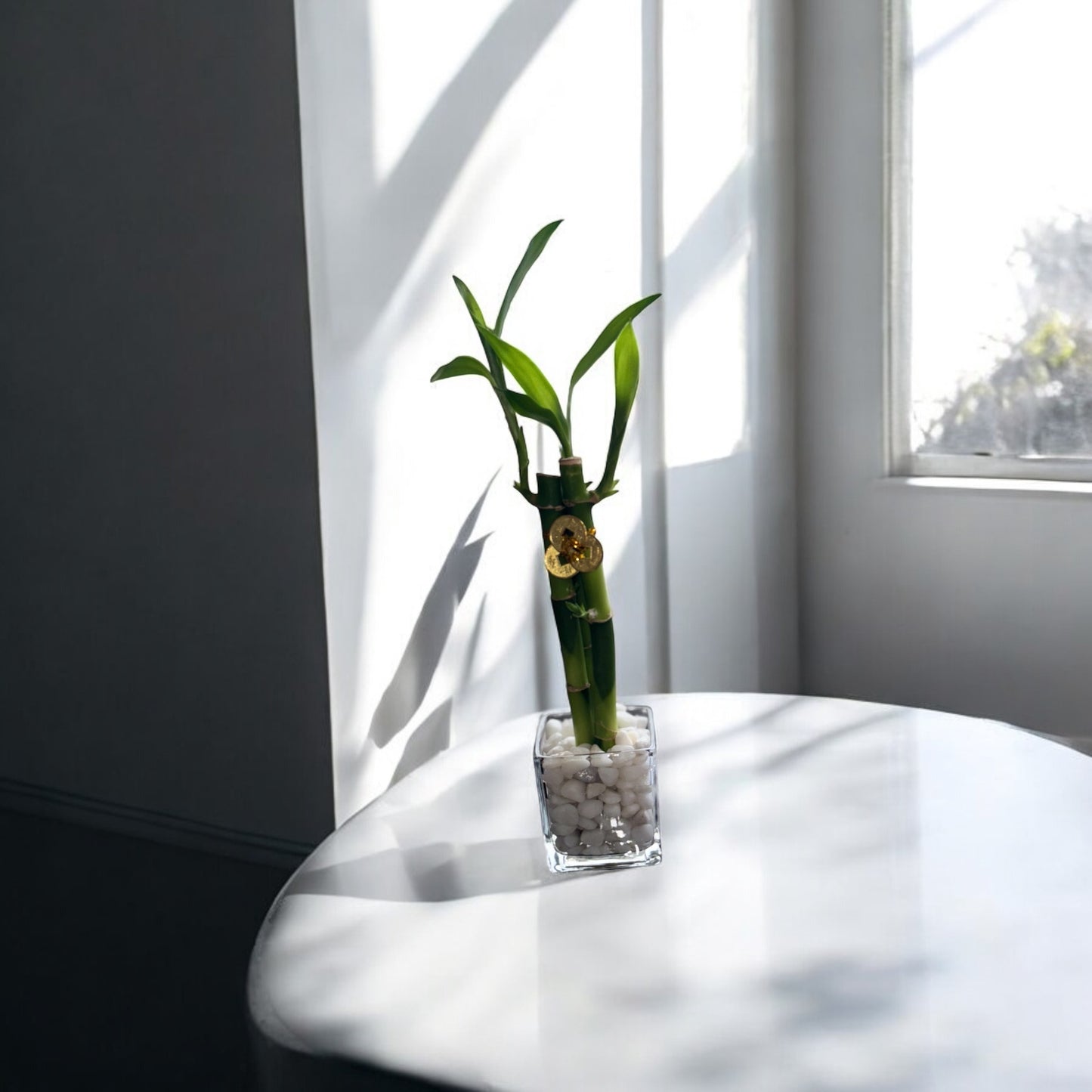 Lucky Bambú (3 Tallos, 25 cm) | Planta de la Suerte