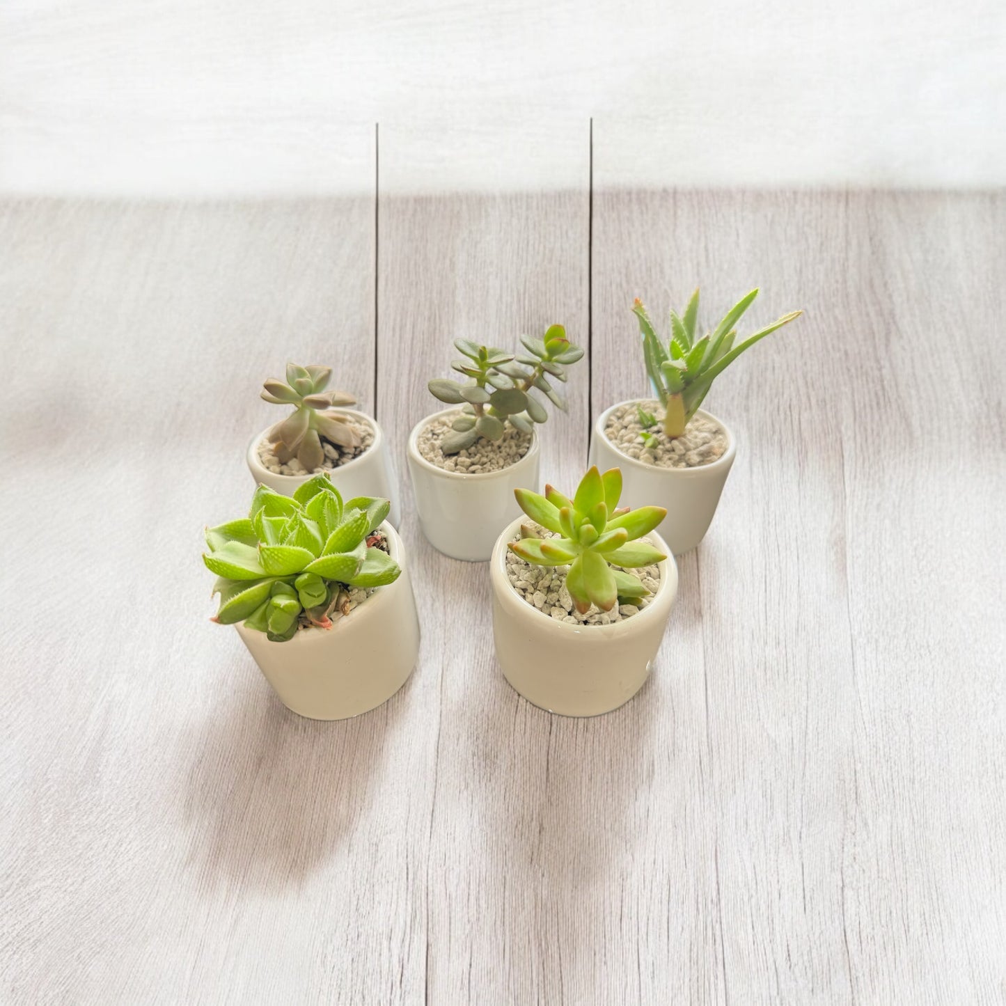 Pack de Suculentas Variadas | Set de 3 Suculentas en Macetas Blancas de Cerámica