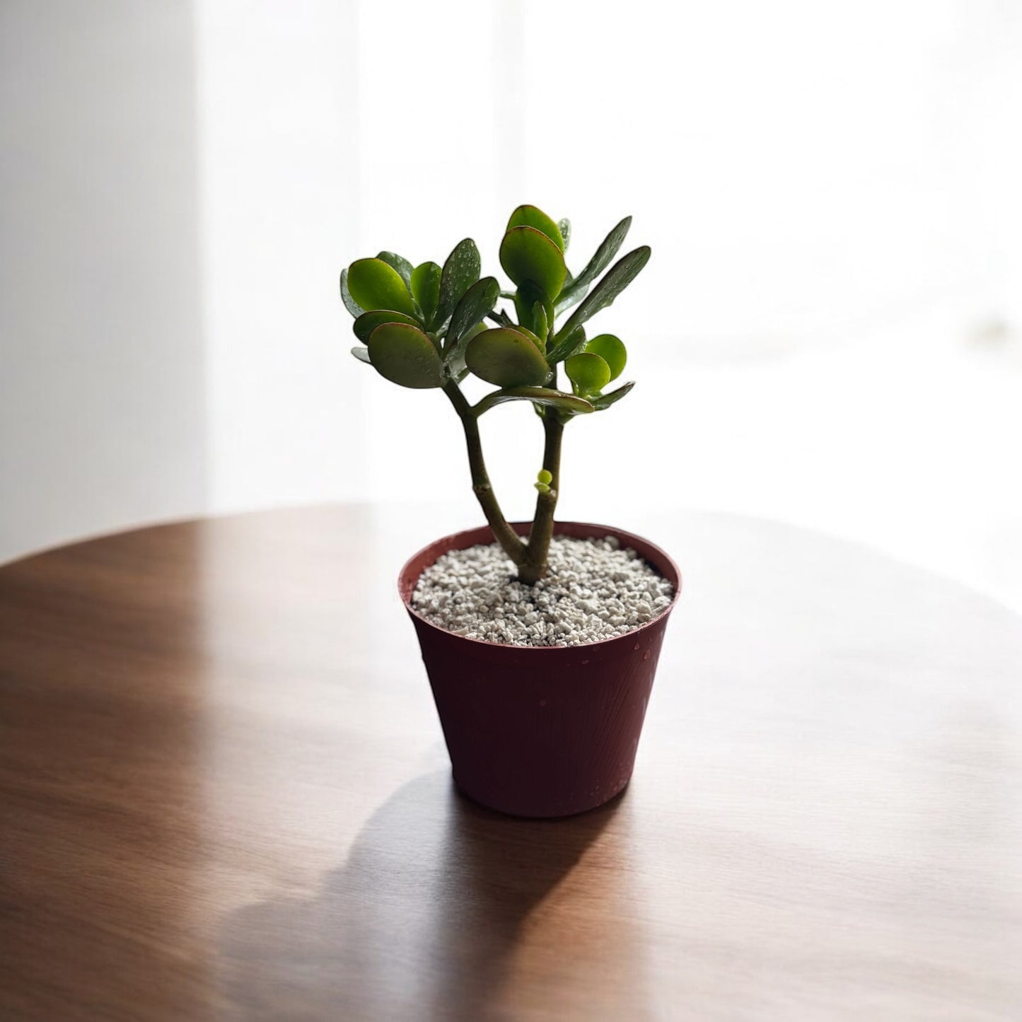 Planta de Jade | Símbolo de Abundancia y Prosperidad