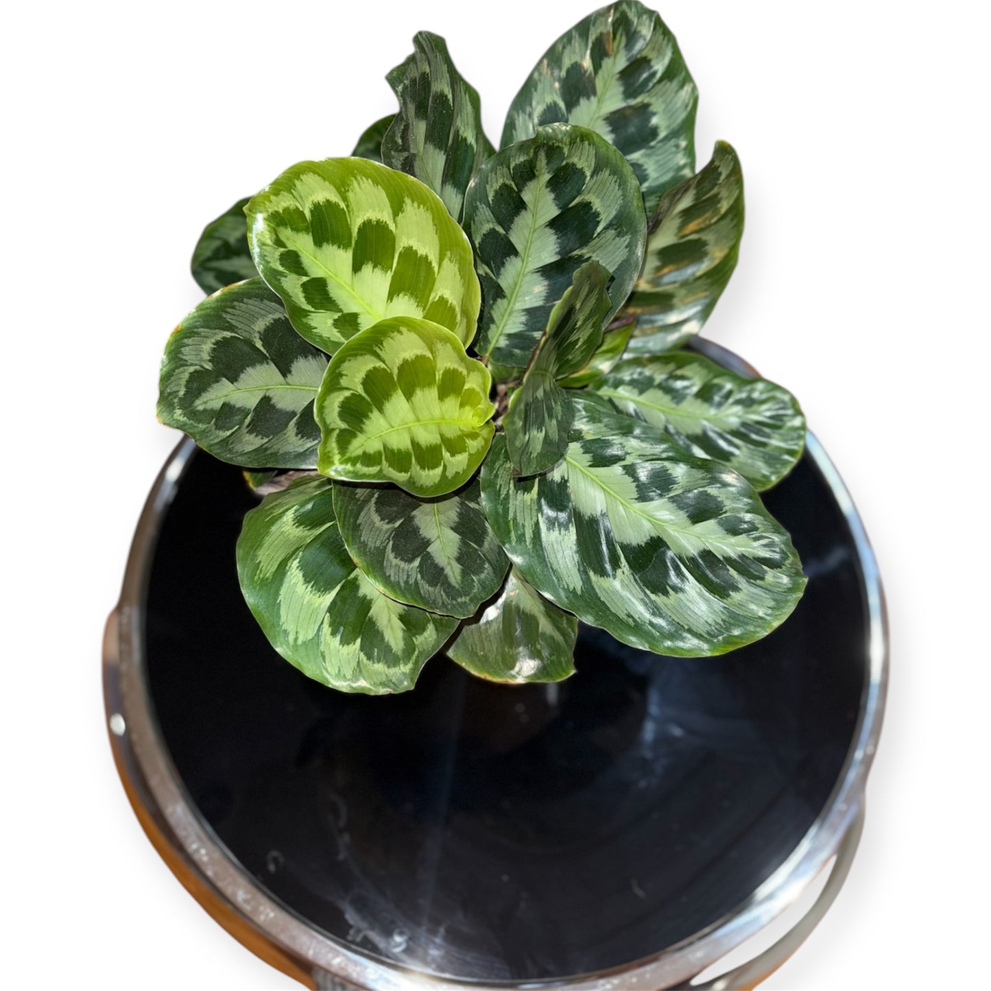 Calathea Makoyana – Belleza Tropical para tu Hogar