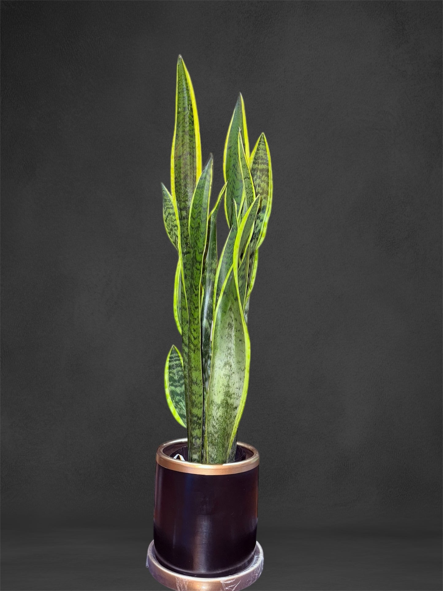 Sansevieria Lengua de Suegra en Maceta de Arcilla | Planta de Interior Feng Shui para Energías Positivas